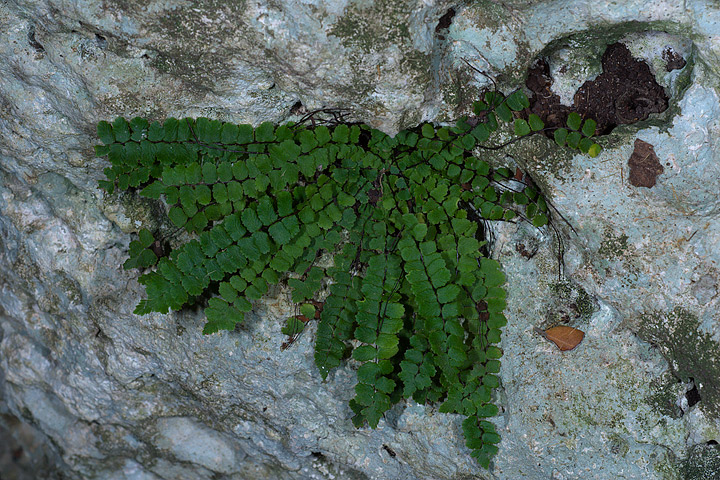 Asplenium trichomanes L. subsp. inexpectans Lovis